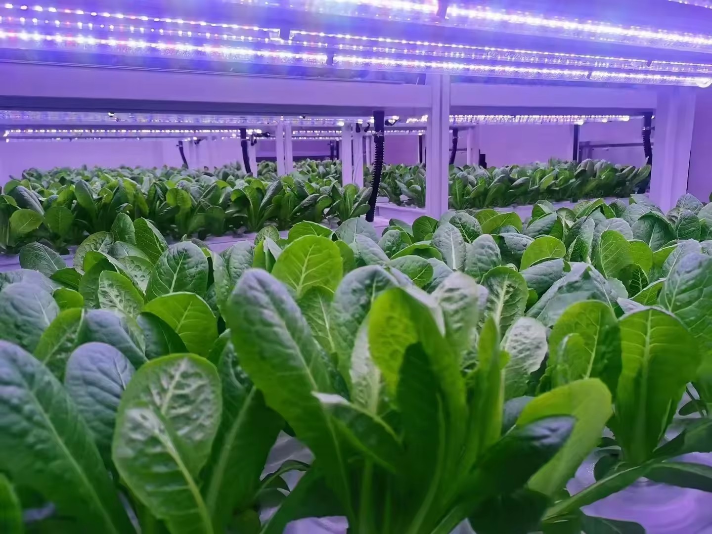 f Теплица Сельскохозяйственное – обзор и цена Agriculture Farming Equipments