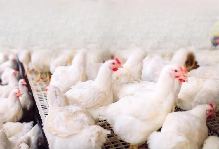 Портативный электрический обог – обзор и цена Farming System & Sustainable Agriculture